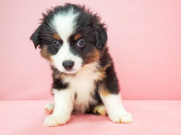 Australian Shepherd/Miniature Australian Shepherd-DOG-Male-Black-21784-Petland Scottsdale, Arizona