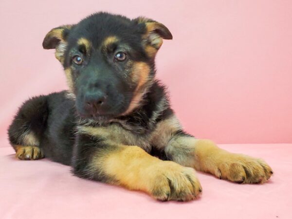 German Shepherd Dog-DOG-Female-Black / Tan-21778-Petland Scottsdale, Arizona