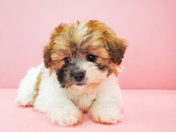 Bichon Frise/Shih Tzu-DOG-Female-White / Gold-21776-Petland Scottsdale, Arizona