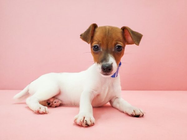 Jack Russell Terrier-DOG-Female-White / Red-21775-Petland Scottsdale, Arizona