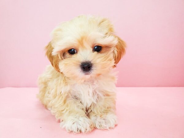 Poodle/Shih Tzu-DOG-Male-Apricot-21781-Petland Scottsdale, Arizona