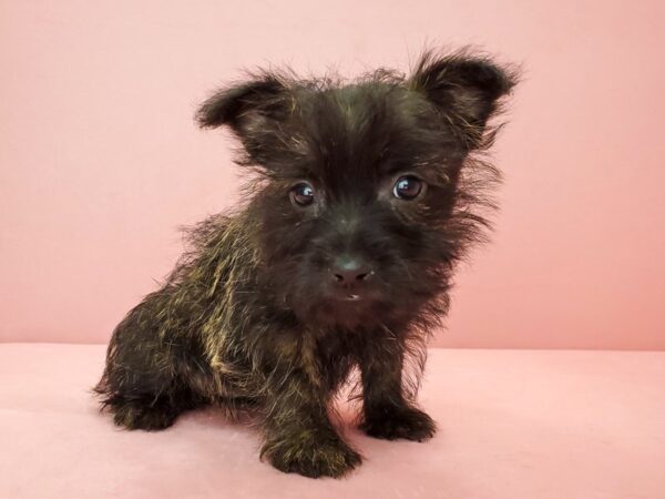 Cairn Terrier-DOG-Female-Wheaten-21785-Petland Scottsdale, Arizona