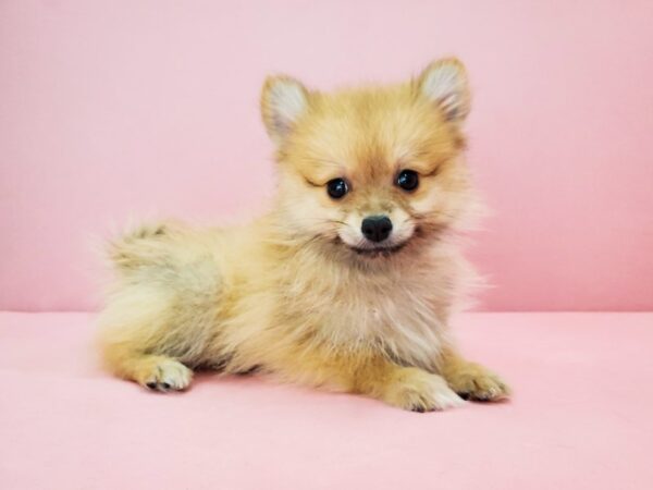 Pomeranian-DOG-Male-Orange-21767-Petland Scottsdale, Arizona