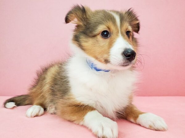 Shetland Sheepdog-DOG-Female-Sable-21768-Petland Scottsdale, Arizona