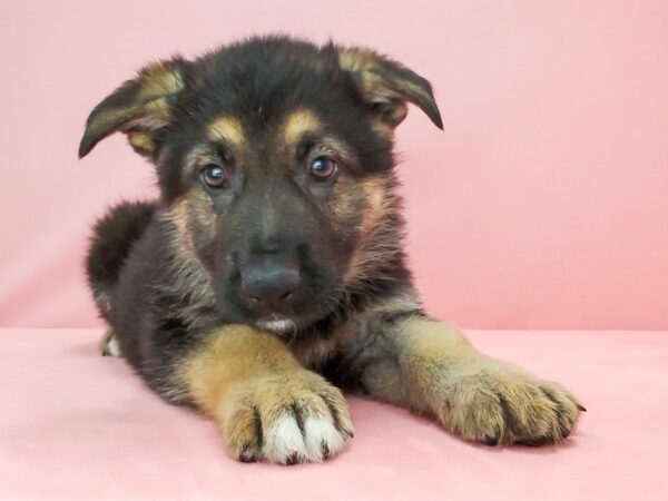 German Shepherd Dog-DOG-Male-Black / Tan-21779-Petland Scottsdale, Arizona