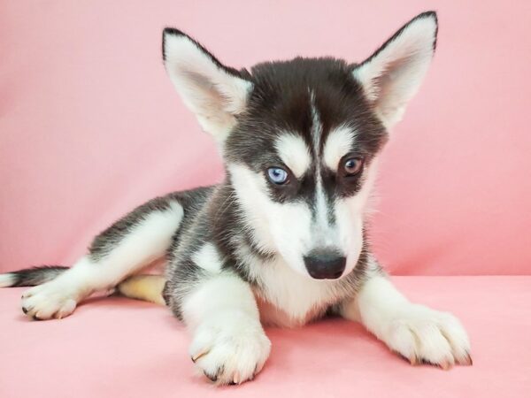 Siberian Husky-DOG-Female-Black / White-21773-Petland Scottsdale, Arizona