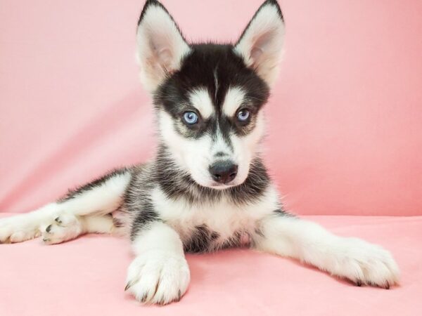Siberian Husky-DOG-Male-Black / White-21774-Petland Scottsdale, Arizona