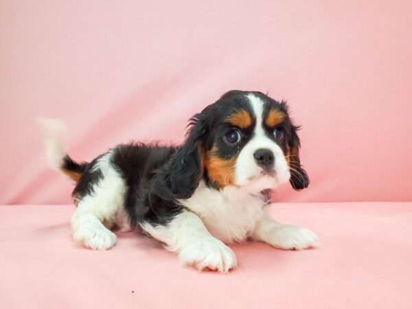 Cavalier King Charles Spaniel-DOG-Male-White Black / Tan-21786-Petland Scottsdale, Arizona