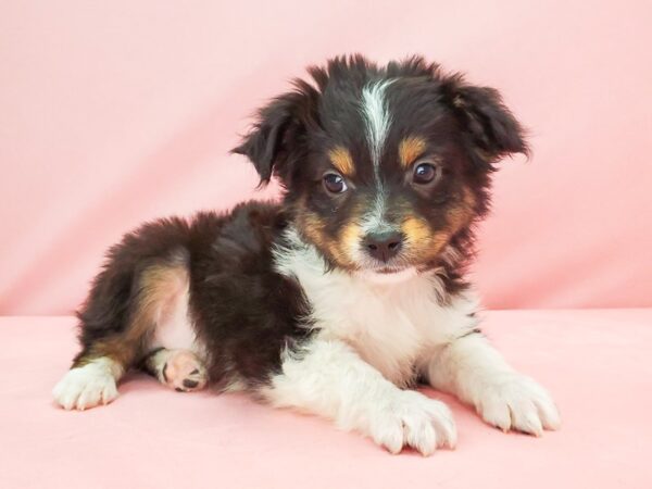 Miniature Australian Shepherd-DOG-Male-Black-21783-Petland Scottsdale, Arizona