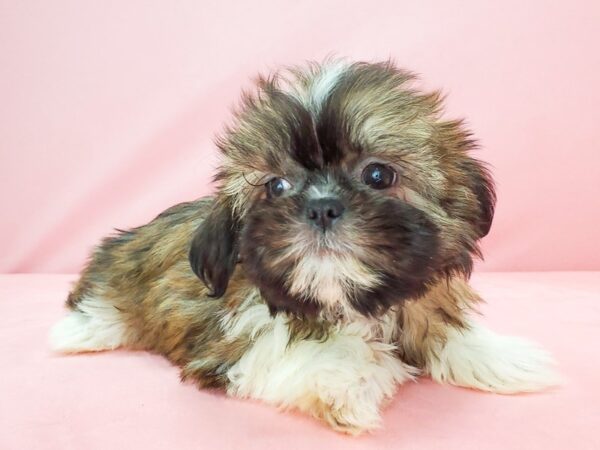 Shih Tzu-DOG-Female-Gold-21772-Petland Scottsdale, Arizona