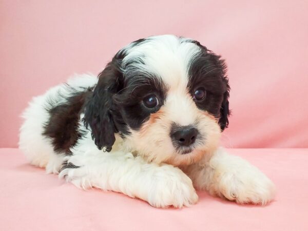 Bichon Frise/Shih Tzu-DOG-Male-White / Red Sable-21777-Petland Scottsdale, Arizona
