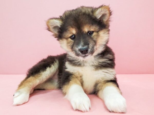 Shiba Inu-DOG-Female-Black / Tan-21769-Petland Scottsdale, Arizona
