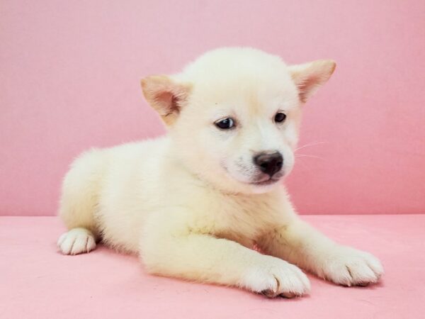 Shiba Inu-DOG-Male-Cream-21770-Petland Scottsdale, Arizona