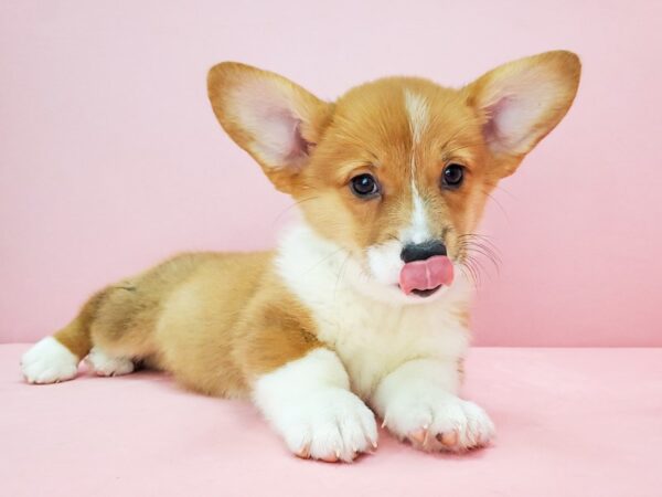 Pembroke Welsh Corgi-DOG-Male-Red-21766-Petland Scottsdale, Arizona