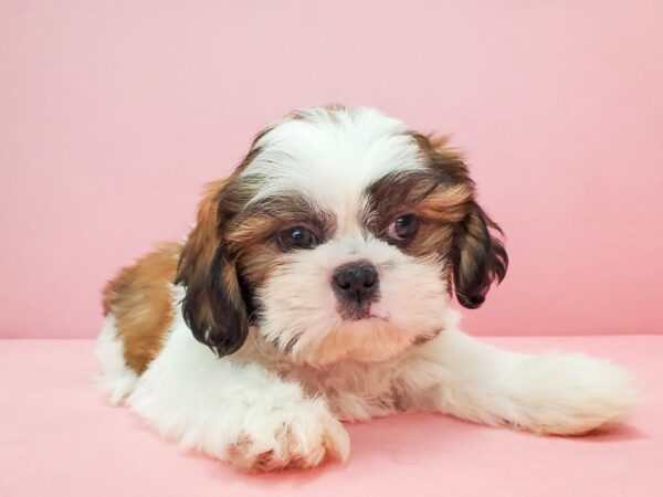 Shih Tzu-DOG-Male-Red Gold-21771-Petland Scottsdale, Arizona