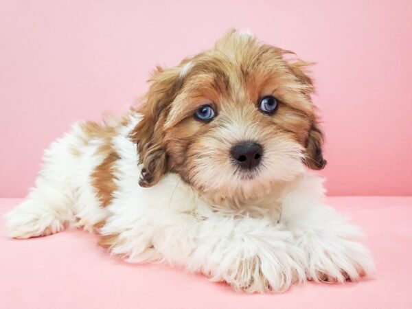 Poodle/Shih Tzu-DOG-Male-White / Red Merle-21782-Petland Scottsdale, Arizona