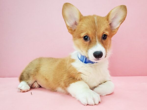 Pembroke Welsh Corgi-DOG-Female-Red-21765-Petland Scottsdale, Arizona