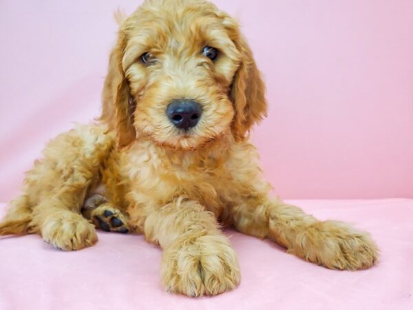 F1B Goldendoodle-DOG-Male-Golden-21787-Petland Scottsdale, Arizona