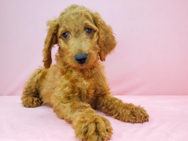 F1B Goldendoodle-DOG-Female-GOLDEN-21788-Petland Scottsdale, Arizona