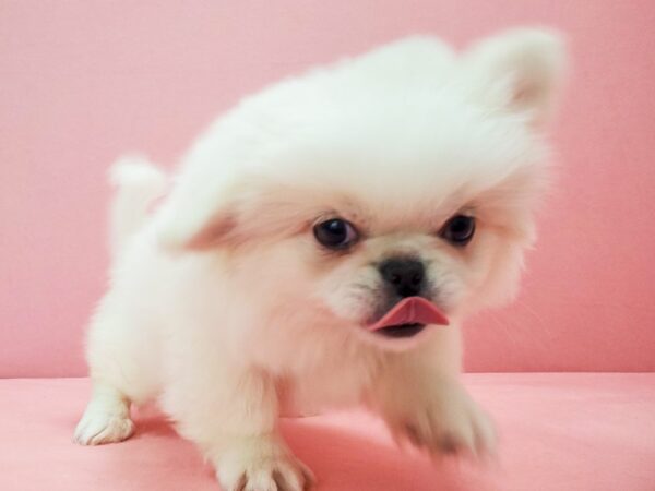 Pekingese-DOG-Male-Cream-21795-Petland Scottsdale, Arizona