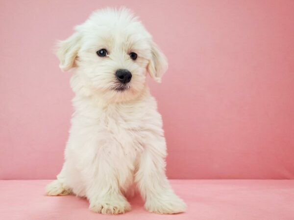 Coton De Tulear-DOG-Female-White-21800-Petland Scottsdale, Arizona