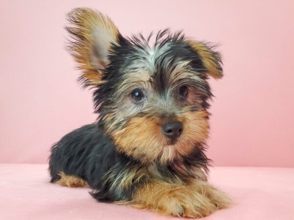 Silky Terrier-DOG-Female-Black and Tan-21799-Petland Scottsdale, Arizona