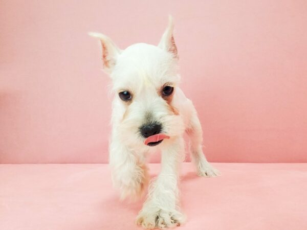 Miniature Schnauzer-DOG-Male-White-21794-Petland Scottsdale, Arizona