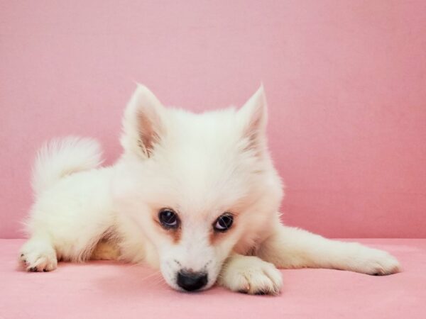American Eskimo Dog-DOG-Female-White-21790-Petland Scottsdale, Arizona