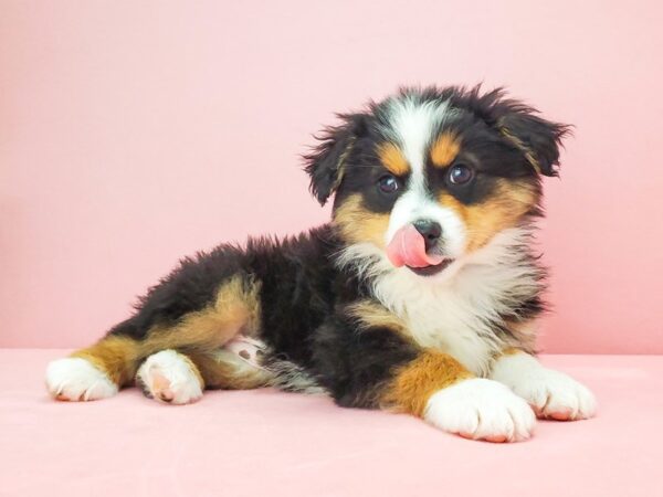 Miniature American Shepherd-DOG-Male-Black-21801-Petland Scottsdale, Arizona