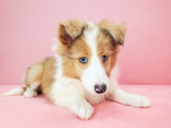 Shetland Sheepdog-DOG-Female-Sable Merle and White-21797-Petland Scottsdale, Arizona