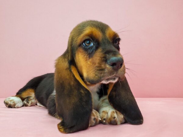 Basset Hound-DOG-Male-Black Tan and White-21791-Petland Scottsdale, Arizona