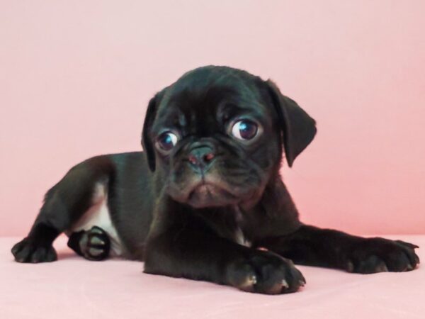 Pug-DOG-Male-Black-21796-Petland Scottsdale, Arizona