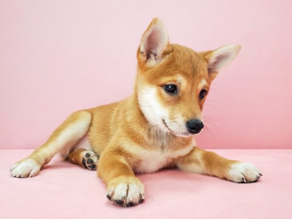 Shiba Inu-DOG-Female-Red-21798-Petland Scottsdale, Arizona