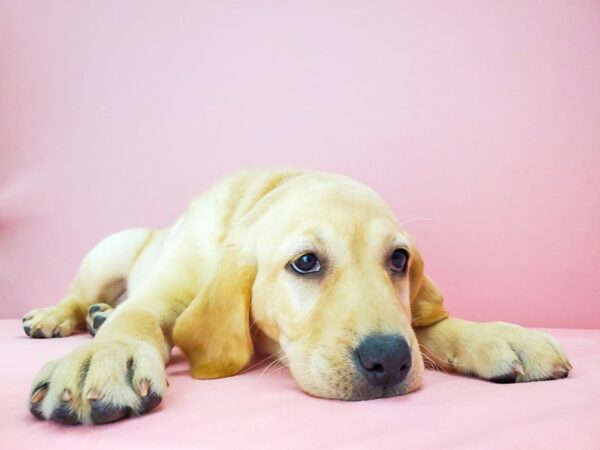 Labrador Retriever-DOG-Female-Yellow-21792-Petland Scottsdale, Arizona