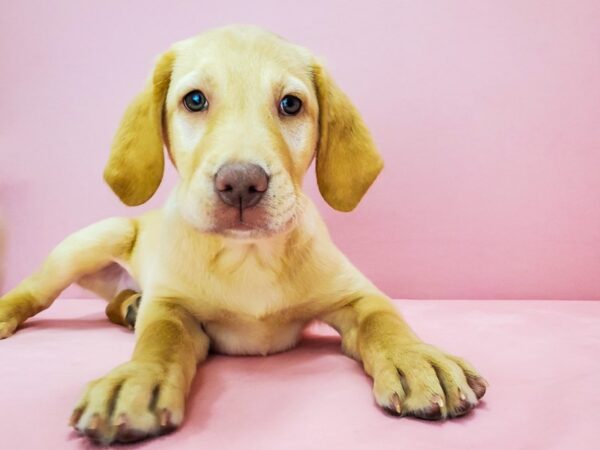 Labrador Retriever-DOG-Male-Yellow-21793-Petland Scottsdale, Arizona