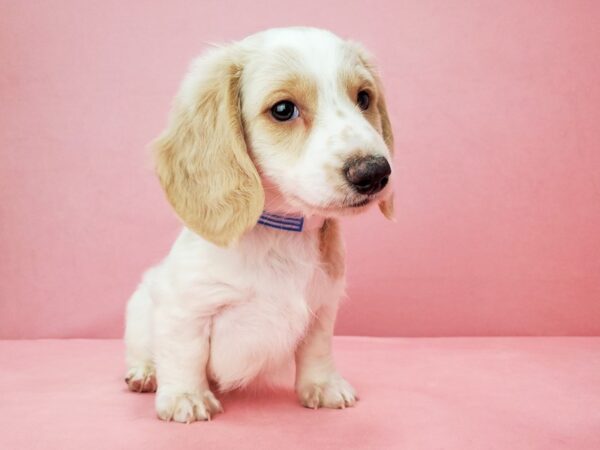 Dachshund-DOG-Male-Isabella-21810-Petland Scottsdale, Arizona