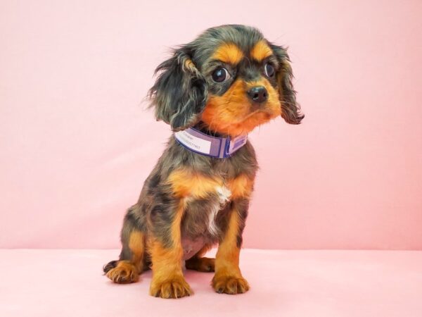 Cavalier King Charles Spaniel-DOG-Male-Blue Merle / Tan-21807-Petland Scottsdale, Arizona