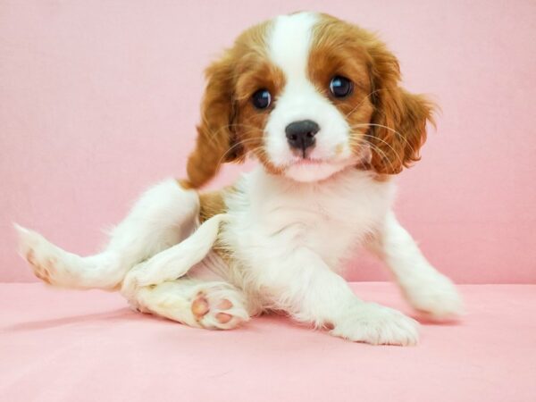 Cavalier King Charles Spaniel-DOG-Female-Blenheim / White-21808-Petland Scottsdale, Arizona