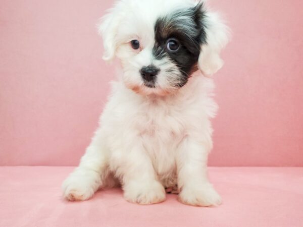 Poodle/Shih Tzu-DOG-Female-White Black / Tan-21822-Petland Scottsdale, Arizona