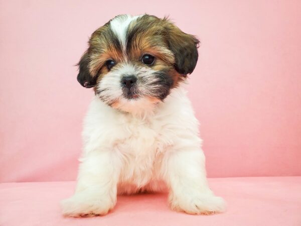 Poodle/Shih Tzu-DOG-Male-White / Gold-21823-Petland Scottsdale, Arizona