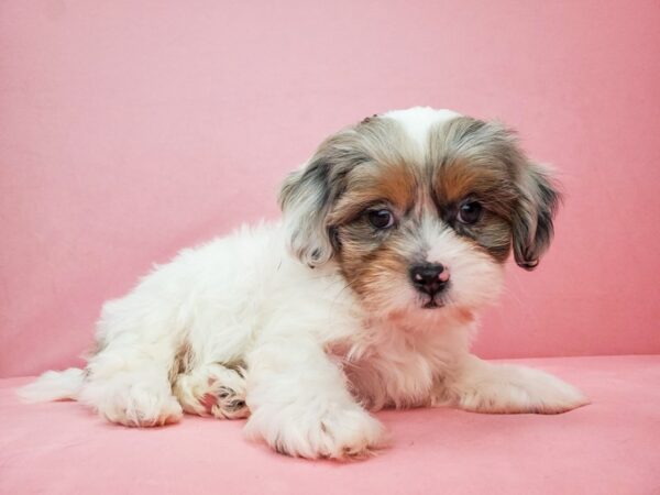 Poodle/Shih Tzu-DOG-Male-White / Blue Merle-21825-Petland Scottsdale, Arizona