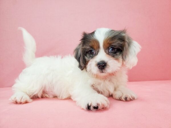 Poodle/Shih Tzu-DOG-Male-White / Blue Merle-21824-Petland Scottsdale, Arizona