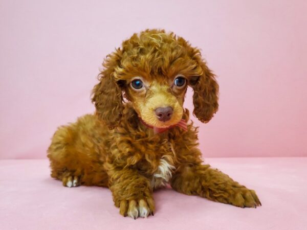 Poodle-DOG-Female-Red-21816-Petland Scottsdale, Arizona