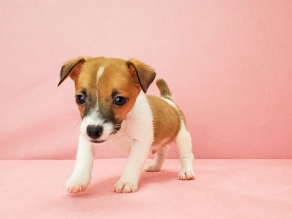 Jack Russell Terrier-DOG-Male-White / Red-21821-Petland Scottsdale, Arizona