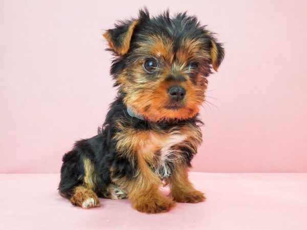 Yorkshire Terrier-DOG-Female-Black / Tan-21820-Petland Scottsdale, Arizona