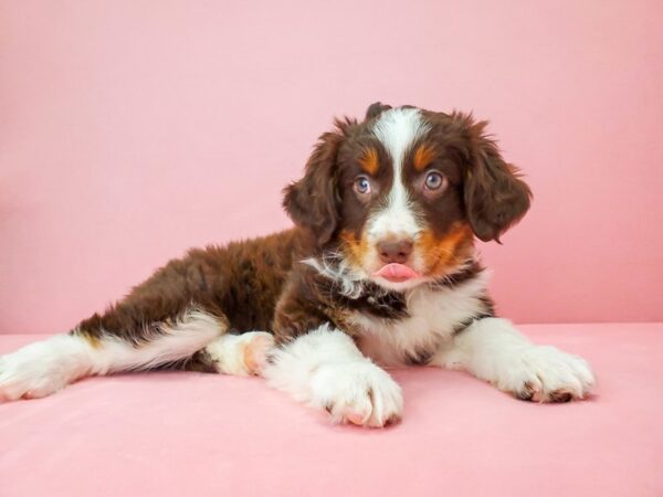 Miniature Australian Shepherd-DOG-Female-Chocolate-21805-Petland Scottsdale, Arizona