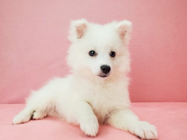 American Eskimo Dog-DOG-Female-White-21802-Petland Scottsdale, Arizona