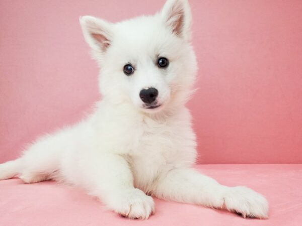 American Eskimo Dog-DOG-Male-White-21803-Petland Scottsdale, Arizona