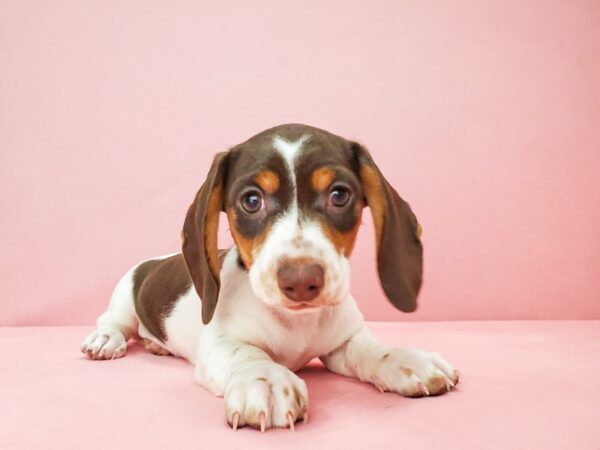 Dachshund-DOG-Female-Chocolate / Tan-21809-Petland Scottsdale, Arizona