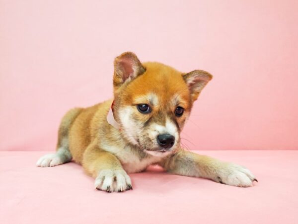 Shiba Inu-DOG-Female-Red Sesame-21817-Petland Scottsdale, Arizona